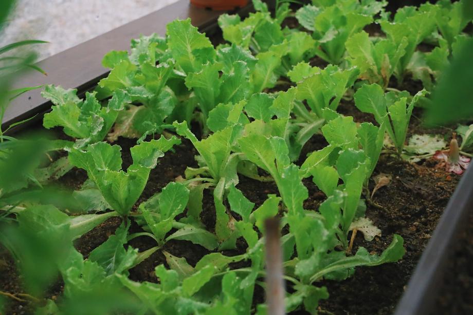 jeunes pousses dans terreau